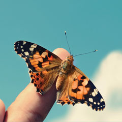 A butterfly on a finger