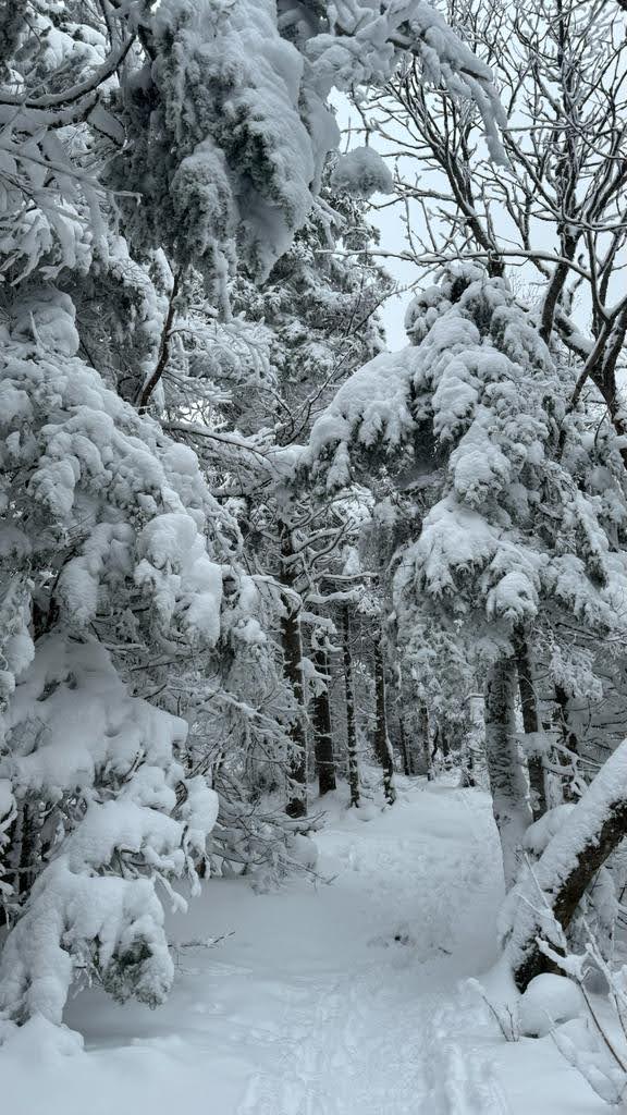 picture of trees in winter covered in snow