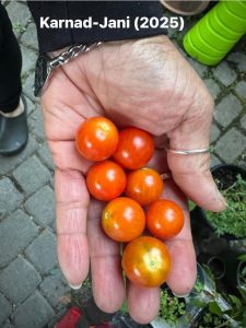7 red cherry tomatoes in the palm of a hand against a grey background of a paved yard.
