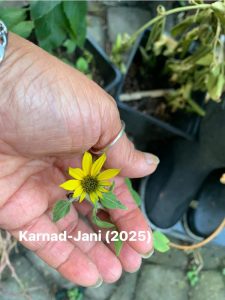 A very small yellow sunflower being held in the open palm of a hand against a cobblestone background. A pair of black rain boots are also in the picture.