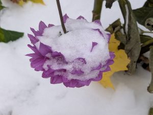 A purple aster flower is partially covered in snow. Yellow leaves are on the snowy ground below.