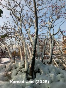 A close-up from a window showing snow covered tree trunks. The sunshine in the background is making the snow glimmer.