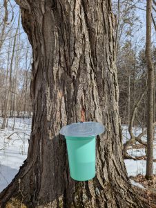 The trunk of a large sugar maple tree is featured in this photograph. It has a light green bucket hanging from it about the snowy ground. The bucket has a metal lid and is used for collecting sap. The background has many deciduous trees in the snowy woods and blue sky.