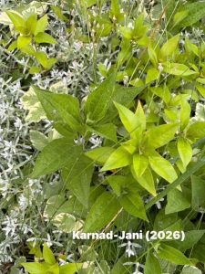 A close-up of the ground with different types of green leaves growing.