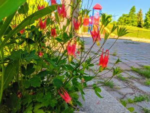 A photograph of a red columbine plant with a children's playground in the background.