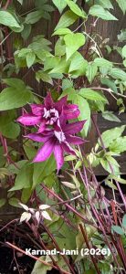 Two large freshly bloomed magenta clematis flowers with curled petal tips on a vine against an old fence. 