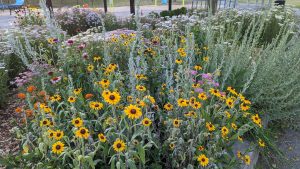A photography of a flower garden with black-eyed susans and sage.