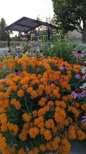 A photograph of the orange blooms of butterfly milkweed in bloom. Purple coneflowers surround the plant.
