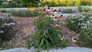 A colour photograph of a coneflower with blooms of yellow, purple, pink and white is shown. It is surrounded by wood chips and a yarrow plants.