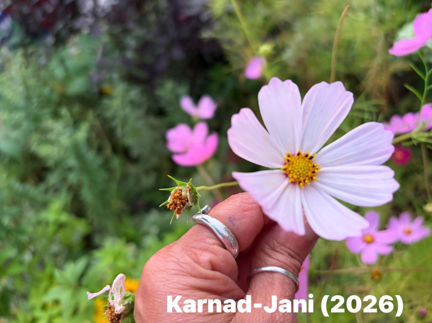 A light pink cosmos flower held between finger and thumb by the gardener who is wearing silver rings. The flower is set against background of green foliage.